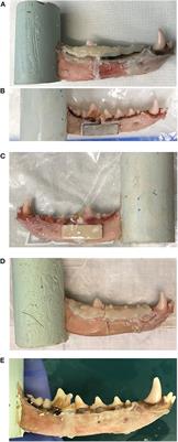 Biomechanical Testing of a Calcium Phosphate-Phosphoserine–Based Mineral-Organic Adhesive for Non-invasive Fracture Repair of Mandibular Fractures in Dogs